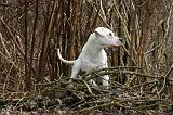DOGUE ARGENTIN 493